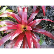 Load image into Gallery viewer, Tropical Plant Red Parfait Bromeliad Neoregelia looking down on plant
