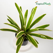 Load image into Gallery viewer, Tropical Plant Sheba Bromeliad Neoregelia in black contemporary pot 45 degree angle

