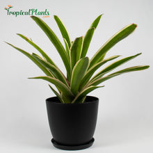 Load image into Gallery viewer, Tropical Plant Sheba Bromeliad Neoregelia in black contemporary pot
