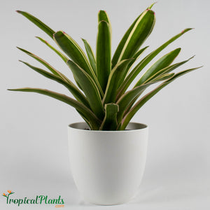Tropical Plant Sheba Bromeliad Neoregelia in white contemporary pot