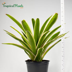 Tropical Plant Sheba Bromeliad Neoregelia in black contemporary pot with yardstick
