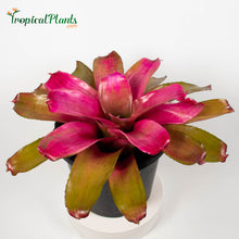 Load image into Gallery viewer, Tropical Plant Shocking Pink Bromeliad Neoregelia in pot zoom in at 45 degree level 

