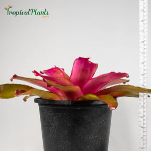 Tropical Plant Shocking Pink Bromeliad Neoregelia in pot zoom in with yardstick