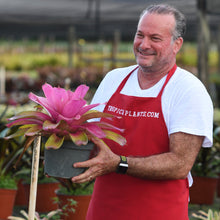 Load image into Gallery viewer, Tropical Plant Shocking Pink Bromeliad Neoregelia in pot with male model
