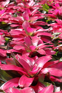 Tropical Plant Shocking Pink Bromeliad Neoregelia in garden center zoom in  