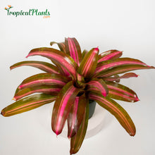 Load image into Gallery viewer, Tropical Plant Sweet Vibrations Bromeliad Neoregelia 45 degree angle
