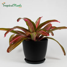 Load image into Gallery viewer, Tropical Plant Sweet Vibrations Bromeliad Neoregelia in black contemporary pot
