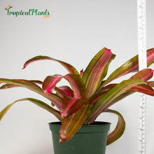 Load image into Gallery viewer, Tropical Plant Sweet Vibrations Bromeliad Neoregelia with yardstick
