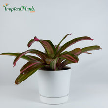 Load image into Gallery viewer, Tropical Plant Sweet Vibrations Bromeliad Neoregelia in white contemporary pot straight angle
