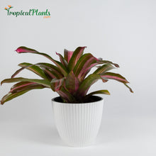 Load image into Gallery viewer, Tropical Plant Sweet Vibrations Bromeliad Neoregelia in white ribbed contemporary pot
