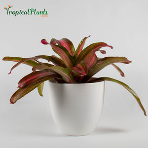 Tropical Plant Sweet Vibrations Bromeliad Neoregelia in white modern pot