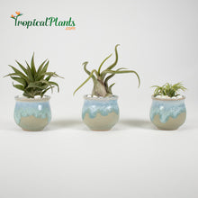 Load image into Gallery viewer, Tropical Plant Tillandsia Air Plant Blue Gray Pots Stone Set
