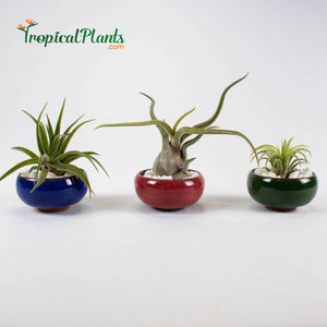 Tropical Plant Tillandsia Air Plant  Blue, Red and Green Round Ceramic Pot Set 1