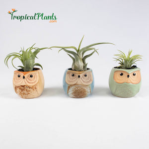 Tropical Plants Tillandsia Air Plant Owl Pots Set 2
