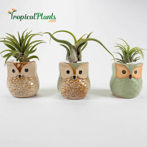 Air Plant Tillandsia Trio - Owl Designer Ceramic Pot Set