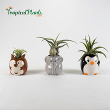 Load image into Gallery viewer, Tropical Plants Tillandsia Airplant Safari 
