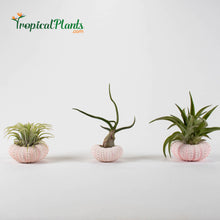Load image into Gallery viewer, Tropical Plant Sea Urchin  Shell Air plant pot
