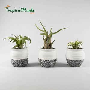 Air Plant Tillandsia Trio - White and Gray Trim Designer Ceramic Pot Set