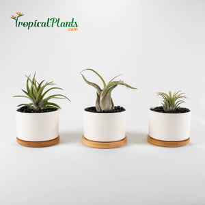 Tropical Plants Tillandsia Air Plant White Round Ceramic Pots