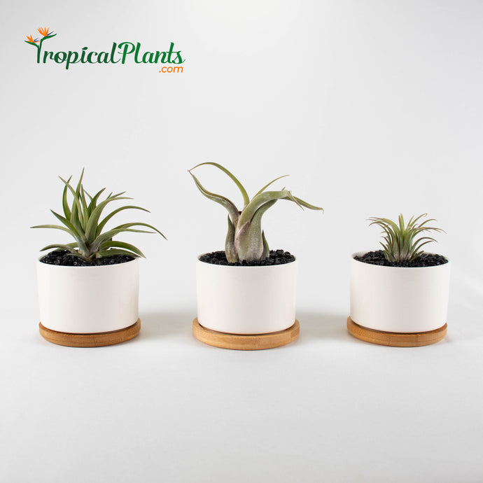 Tropical Plants Tillandsia Air Plant White Round Ceramic Pots