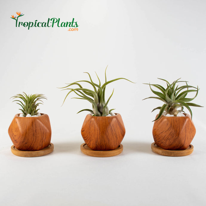 Tropical Plants Tillandsia Air Plant Wood Geometric Pots