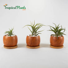 Load image into Gallery viewer, Tropical Plants Tillandsia Airplant Wood Round Pots

