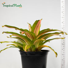 Load image into Gallery viewer, Tropical Plant Tri-Color Perfecta Bromeliad Neoregelia in pot with yardstick
