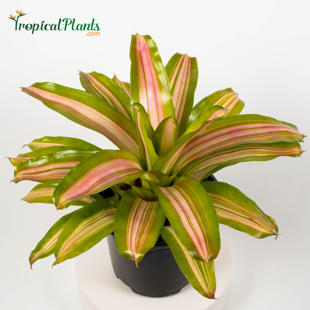 Tropical Plant Tri-Color Perfecta Bromeliad Neoregelia in pot zoom in 