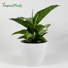 Load image into Gallery viewer, Tropic Snow Dieffenbachia
