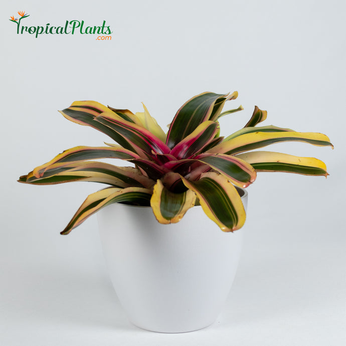 Tropical Plant Tropical Sun Bromeliad Neoregelia in white modern pot