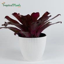 Load image into Gallery viewer, Tropical Plant Voodoo Doll Bromeliad Neoregelia in white ribbed contemporary pot
