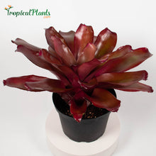 Load image into Gallery viewer, Tropical Plant Voodoo Doll Bromeliad Neoregelia in pot at 45 degree angle
