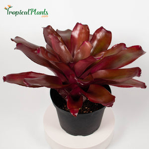 Tropical Plant Voodoo Doll Bromeliad Neoregelia in pot at 45 degree angle