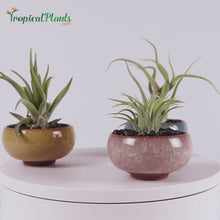 Load and play video in Gallery viewer, Tropical Plants Tillandsia Air Plant Champagne Light Blue Yellow ceramic pot set Video
