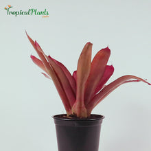 Load and play video in Gallery viewer, Tropical Plant Red Parfait Bromeliad Neoregelia with black pot Video straight on view
