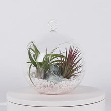 Load and play video in Gallery viewer, Air Plant Terrarium Set with 3 Live Air Plant Tillandsias, 5.5&quot; Glass Globe, White Stones &amp; Real Jade Mini-Boulder
