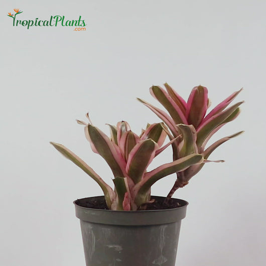 Tropical Plant Pink Powder Bromeliad Neoregelia with Video straight on 