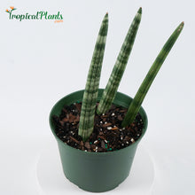 Load image into Gallery viewer, African Spear (Sansevieria Cylindrica)
