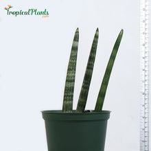 Load image into Gallery viewer, African Spear (Sansevieria Cylindrica)

