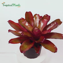 Load and play video in Gallery viewer, Tropical Plant Voodoo Doll Bromeliad Neoregelia in pot Video 45 degree angle
