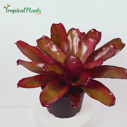 Tropical Plant Voodoo Doll Bromeliad Neoregelia in pot Video 45 degree angle