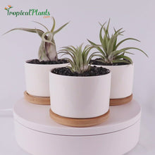 Load and play video in Gallery viewer, Air Plant Tillandsia Trio - Round White Designer Ceramic Pot Set
