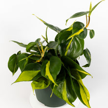 Load image into Gallery viewer, Brasil Philodendron
