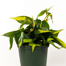 Load image into Gallery viewer, Brasil Philodendron
