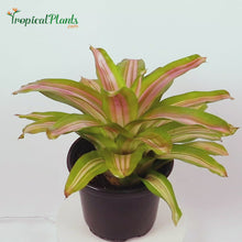 Load and play video in Gallery viewer, Tri-Color Perfecta Bromeliad Neoregelia
