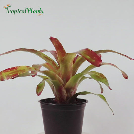 Tropical Plant Gazpacho Bromeliad Neoregelia Video in pot at straight angle