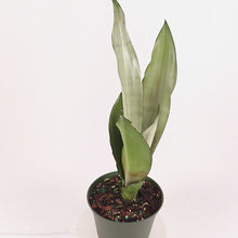 Load and play video in Gallery viewer, Moonshine Snake Plant Sansevieria
