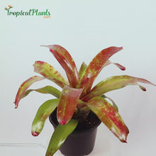 Load and play video in Gallery viewer, Tropical Plant Gazpacho Bromeliad Neoregelia Video in pot
