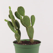 Load and play video in Gallery viewer, Bunny Ears Cactus
