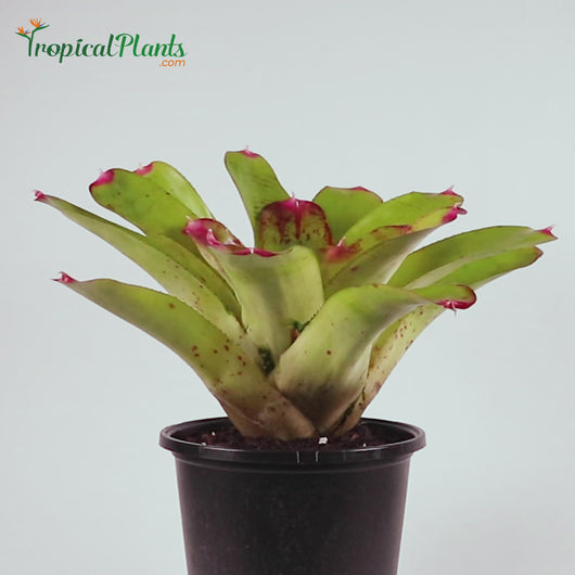 Tropical Plant Candy Apple -Tossed Salad - Bromeliad Neoregelia Video in pot straight on angle